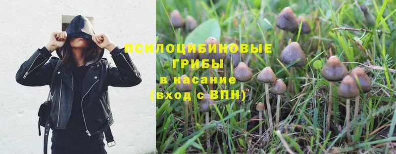 Псилоцибиновые грибы Psilocybine cubensis  Опочка 